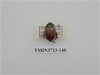 藏品(金龜子科)的圖片